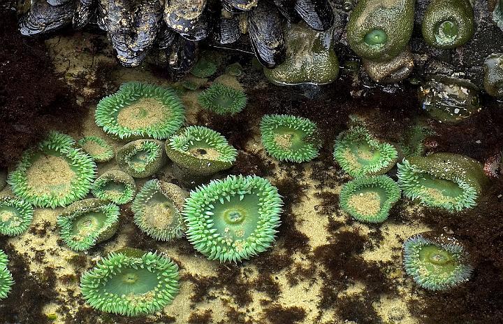Sea Anemone 005A.jpg